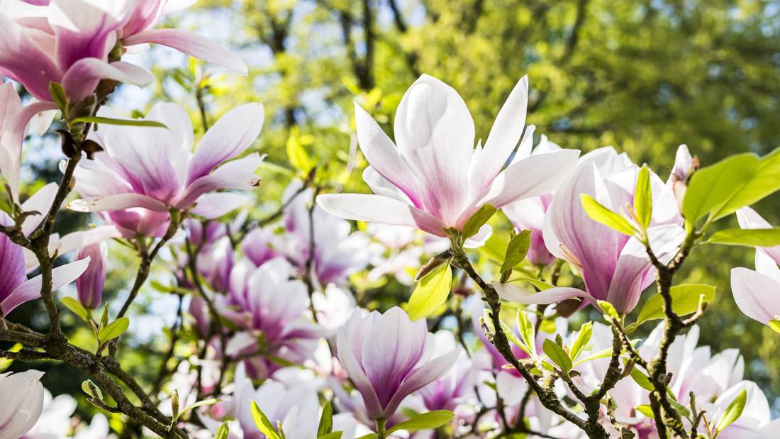 Magnolia – wyjątkowa ozdoba ogrodu.