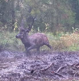 Jeleń uratowany z potrzasku.