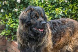 Leonberger, bulterier i owczarek belgijski. Rasy psów, które warto znać